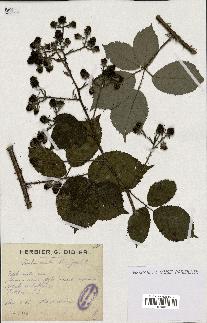 spécimen de Rubus omalus