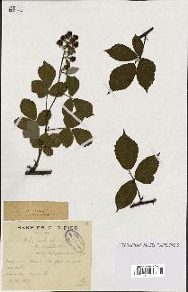 spécimen de Rubus omalus