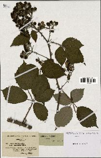 spécimen de Rubus procerus