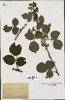 spécimen de Rubus saxicolus