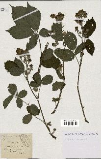 spécimen de Rubus hispidulus