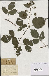 spécimen de Rubus hypoleucus