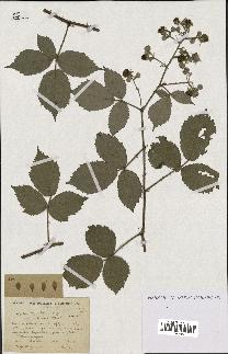 spécimen de Rubus hypoleucus