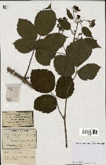 spécimen de Rubus piletostachys