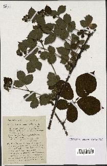 spécimen de Rubus plicatus