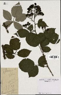 spécimen de Rubus sp.