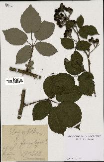 spécimen de Rubus sp.