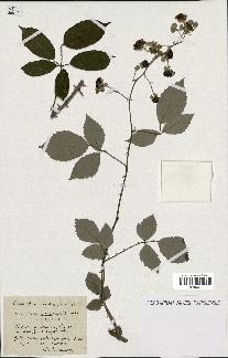 spécimen de Rubus striatus