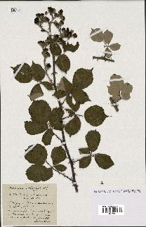 spécimen de Rubus rusticanus