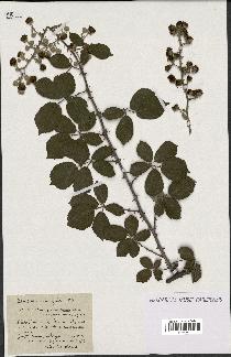 spécimen de Rubus rusticanus