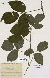 spécimen de Rubus glaucellus