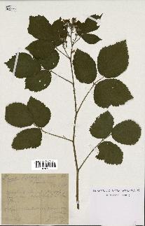 spécimen de Rubus glaucellus