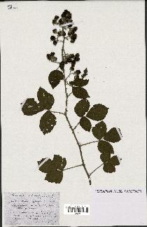 spécimen de Rubus prolongatus