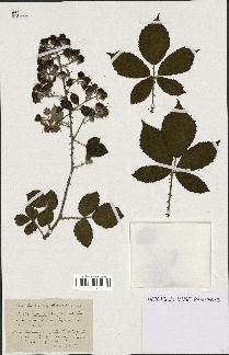 spécimen de Rubus prolongatus