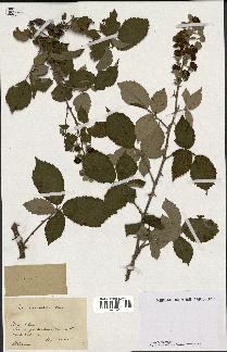 spécimen de Rubus macrostemon