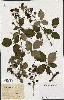 spécimen de Rubus macrostemon