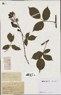 spécimen de Rubus questierii