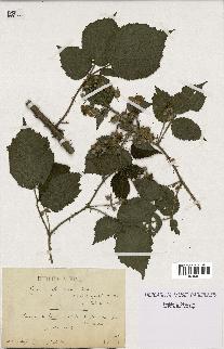 spécimen de Rubus fuscus