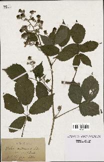 spécimen de Rubus occitanicus