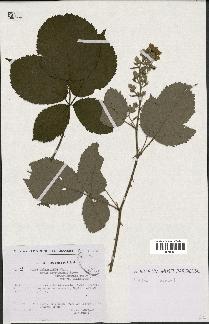 spécimen de Rubus thyrsoideus