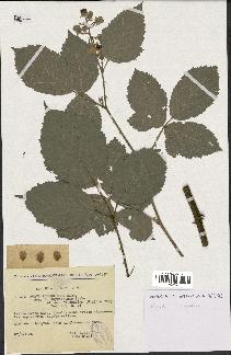 spécimen de Rubus thyrsoideus