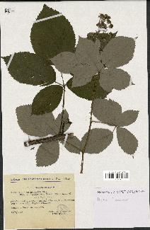 spécimen de Rubus thyrsoideus