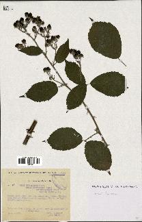 spécimen de Rubus thyrsoideus