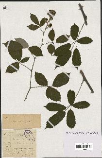 spécimen de Rubus contractifolius