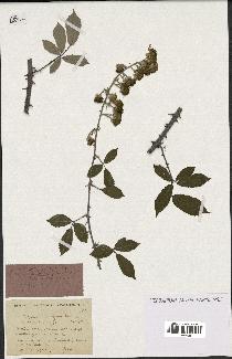 spécimen de Rubus contractifolius