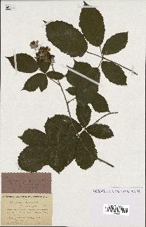 spécimen de Rubus contractifolius