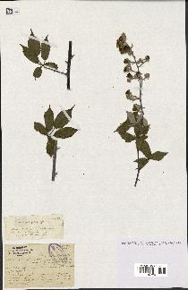 spécimen de Rubus contractifolius