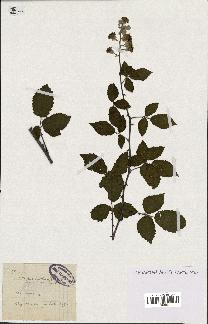 spécimen de Rubus contractifolius