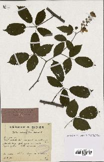 spécimen de Rubus contractifolius