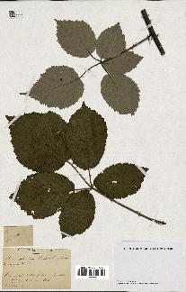 spécimen de Rubus albiflorus