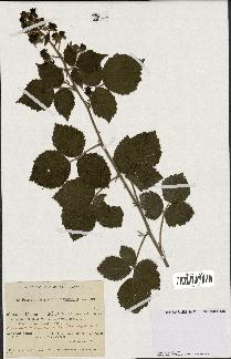 spécimen de Rubus orbifolius