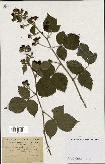 spécimen de Rubus orbifolius