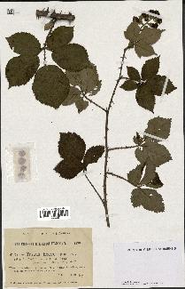 spécimen de Rubus hedycarpus