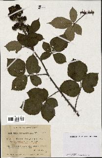 spécimen de Rubus hedycarpus