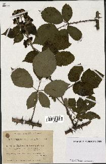 spécimen de Rubus hedycarpus