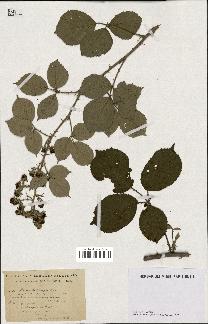 spécimen de Rubus hedycarpus