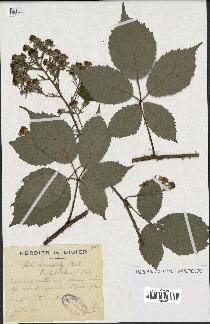 spécimen de Rubus macrostachys