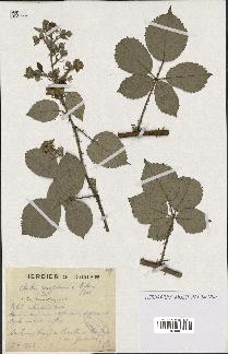 spécimen de Rubus conspicuus