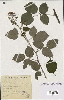 spécimen de Rubus conspicuus