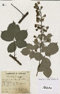 spécimen de Rubus conspicuus