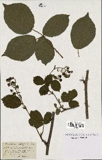 spécimen de Rubus divaricatus