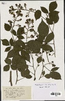 spécimen de Rubus dissociatus