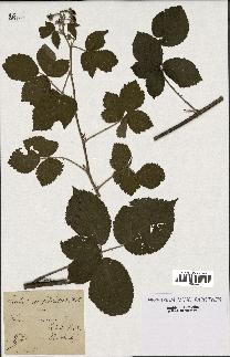 spécimen de Rubus cuspidatus