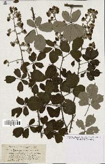 spécimen de Rubus cuneatus