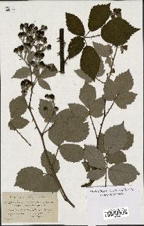 spécimen de Rubus coarctatus