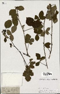 spécimen de Rubus nemorosus